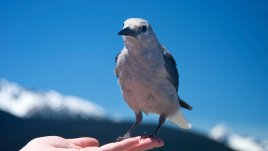 Португалска мъдрост на деня