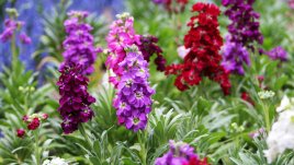 Шибой – най-ароматното цвете в градината 