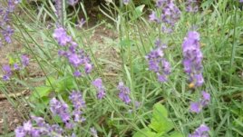 Розмаринът ухае на щастие