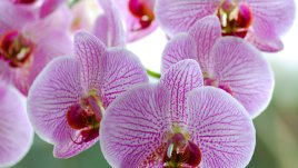 Ароматни цветя – мощни афродизиаци