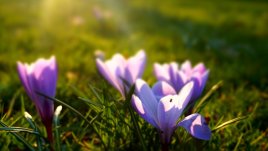 Мисъл на деня