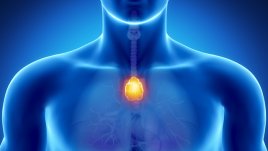 Тимусната жлеза – как да стимулираме функцията й за повече щастие 