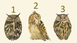 Посланието на бухала – изберете един и разберете повече