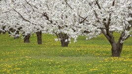 Астрономическата пролет настъпва на 20 март 