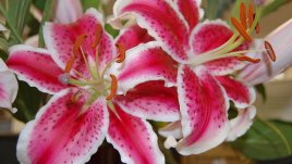 Лилиумът – едно от най-красивите градински цветя