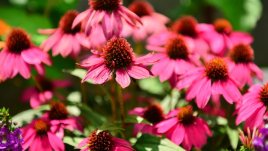 Полезни факти за ехинацеята