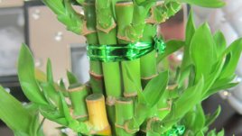 Нещо зелено у дома и през зимата – релакс и красота