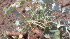 Високотехнологични клинични проучвания потвърждават вековна традиция