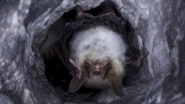 Националният природонаучен музей представя експозицията „Диви пандемии“