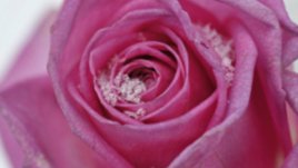 Намерете мъжа на живота си чрез фъншуй