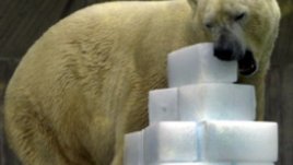 Весели ледени кубчета за парти