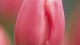 Почиват ли цветята?