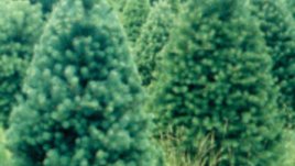 Засадете отново елхата си след празниците