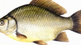 Шаран, пълнен с орехи