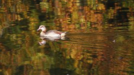 Любовни есенни рими – 21-ва част