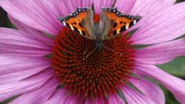 Дайте лично име на стайните цветя и те ще полудеят от цъфтене