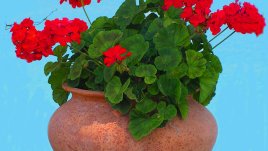 Цветя в детската стая – любов към природата от ранна възраст