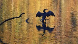 Любовни есенни рими – 20-а част