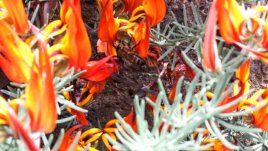 Бертелотов звездан – екзотика от Канарските острови 