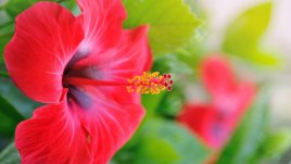 Цветя със силни лечебни свойства