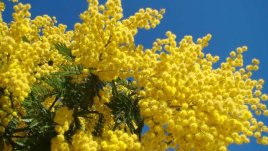 Мимоза – срамежлива, нежна и пухкава