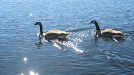 Готови ли сте да заживеете заедно? Тествайте!