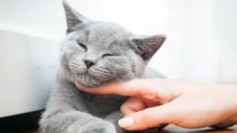 Причините котките да мъркат ще ви изненадат 