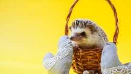 Зороастрийски хороскоп за годината на Таралежа (21.03.2018)