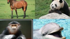 Какво издава за личността ви любимото ви животно?