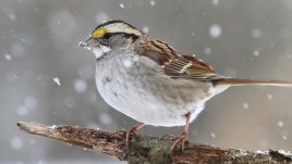 Притча за врабчето