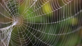 Притча за паяжините