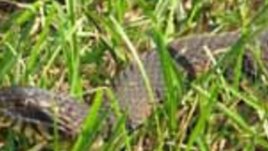 Празникът на змията – Йеремия