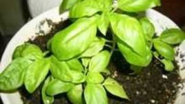 Босилек в саксия