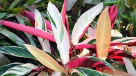 Строманте и великолепието на цветните му листа