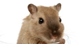 Китайският хороскоп: зодия Плъх (Мишка)