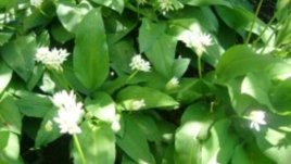 Дивият чесън – красиво цвете и полезна билка