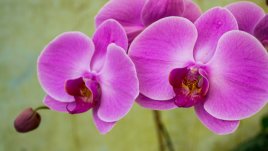 21-ви май – честит имен ден на Константин и Елена