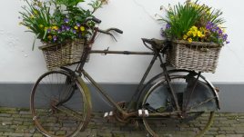 Кои цветя са най-добрите чистачи на въздуха?