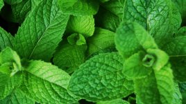 Мента за красива кожа без пъпки