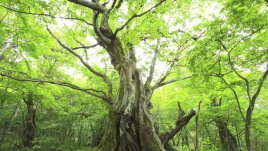 Притча за кривото дърво