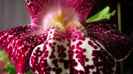 Запознайте се с мимулуса или клоунското цвете 