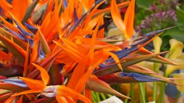 Стрелиция - едно интересно растение 