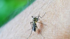 Какво ви прави по-привлекателни за комарите? 