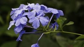 Плумбаго или саркофай – от какви грижи се нуждае 