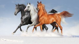 Какво означава, ако сънуваш кон?