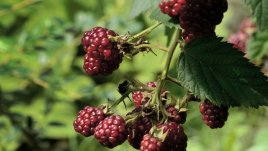 Страхотни градински трикове