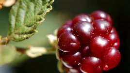 Горски плодове, които се грижат за здравето на женското сърце