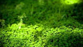 Красивата дихондра – как да я отглеждаме? 