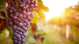 Невероятните ползи от гроздето (галерия)