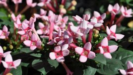 Бувардия – закачлива и нежна